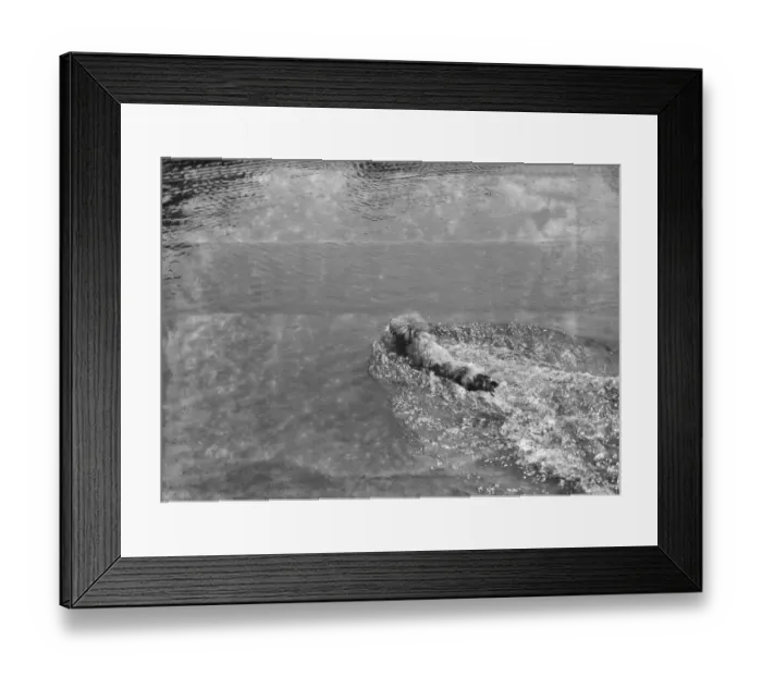 Framed Print : Dog swimming at Chislehurst ponds. 1937