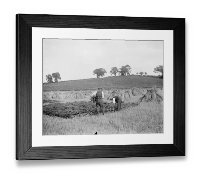 Framed Print : Preparing for thatching. 18 August 1937 Reed Thatching in Norfolk. Mr R. W Framed Print : Preparing for thatching. 18 August 1937 Reed Thatching in Norfolk. Mr R. W