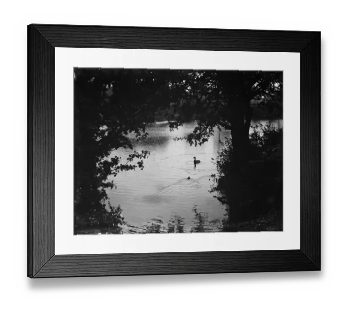 Framed Print : Swan on lake. 1938 Framed Print : Swan on lake. 1938