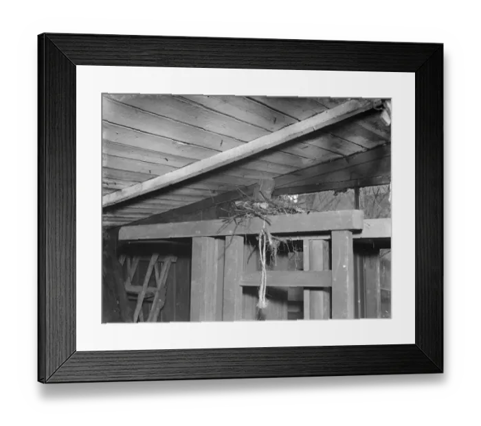 Framed Print : A thrushs nest on top of a garden seat in Sidcup, Kent. 1939 Framed Print : A thrushs nest on top of a garden seat in Sidcup, Kent. 1939