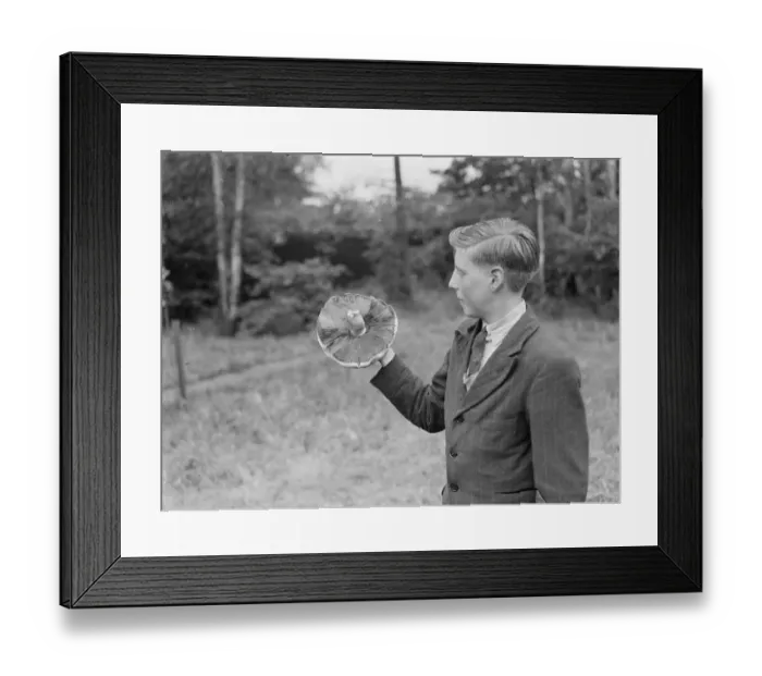 Framed Print : A boy holds up a giant mushroom. 1939