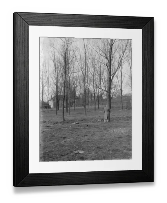Framed Print : Tree farm of cricket bat willows in Shoreham, Kent. 1937 Framed Print : Tree farm of cricket bat willows in Shoreham, Kent. 1937