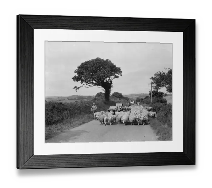Framed Print : A flock of sheep block the road, causing a traffic jam. 1936 Framed Print : A flock of sheep block the road, causing a traffic jam. 1936