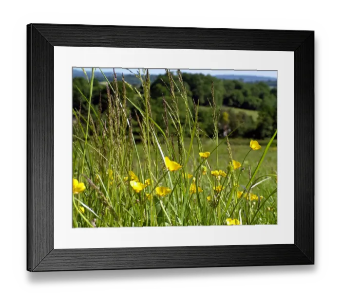 Framed Print : Foreground of buttercups and grasses with country landscape in background Framed Print : Foreground of buttercups and grasses with country landscape in background