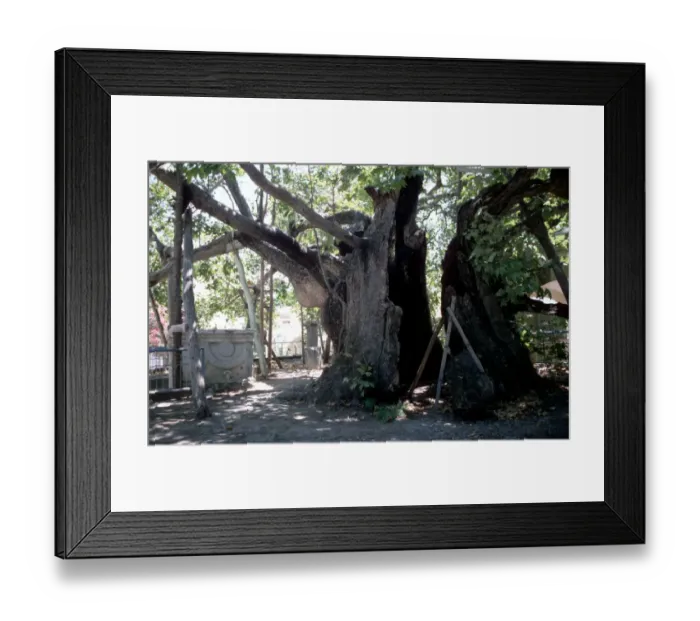 Framed Print : Greek Medicine The healing tree of Hippocrates on the island of Cos Framed Print : Greek Medicine The healing tree of Hippocrates on the island of Cos