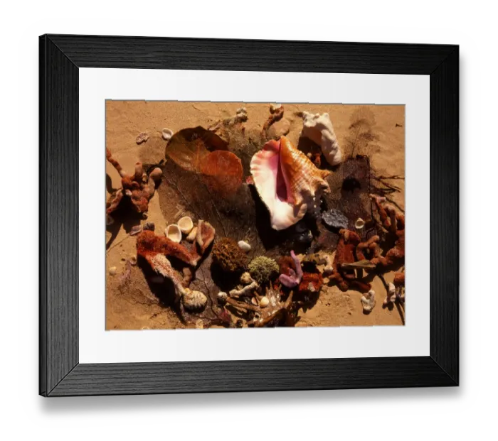 Framed Print : Tropical beauty. West Indies. Antigua. Shells on beach
