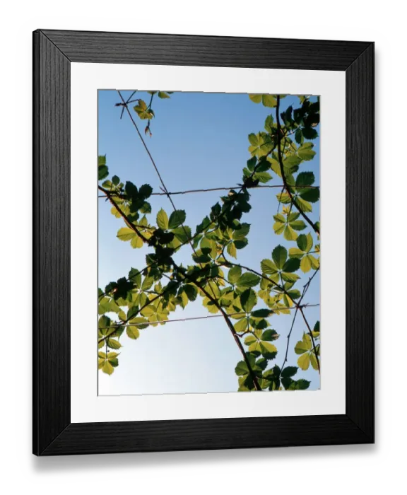 Framed Print : Vines - Italy ?2006 Charles Walker / TopFoto Framed Print : Vines - Italy ?2006 Charles Walker / TopFoto