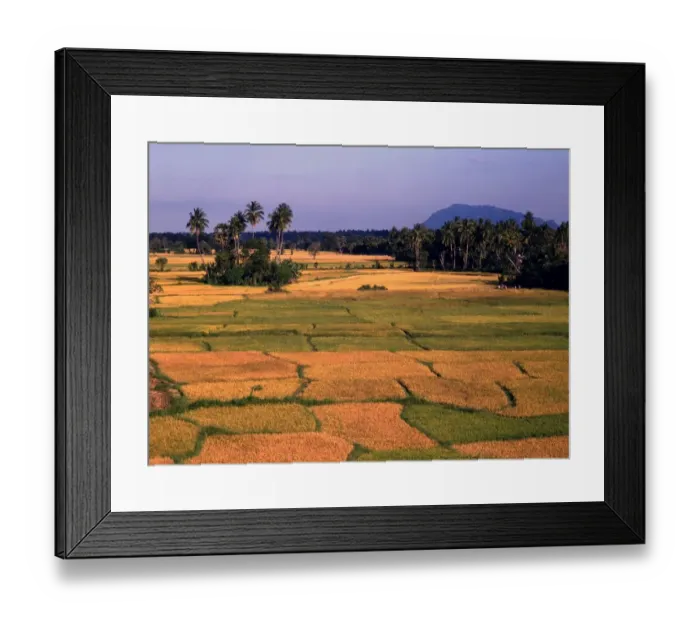 Framed Print : Sri Lanka Rice Fields Framed Print : Sri Lanka Rice Fields