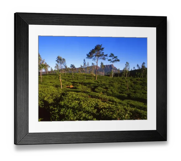 Framed Print : Tea Plantation at Ramboda, Sri Lanka. An image with tea pickers, photographed