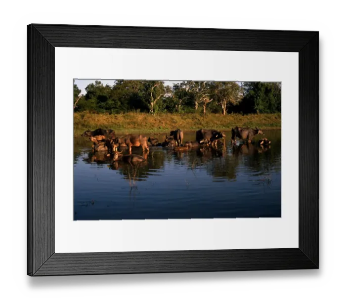 Framed Print : Sri Lanka Water Buffalo Framed Print : Sri Lanka Water Buffalo