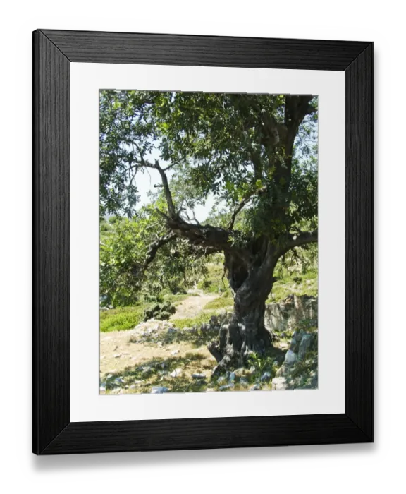 Framed Print : Old olive tree, on tiny island off southern Turkish coast. credit: Marie-Louise Framed Print : Old olive tree, on tiny island off southern Turkish coast. credit: Marie-Louise