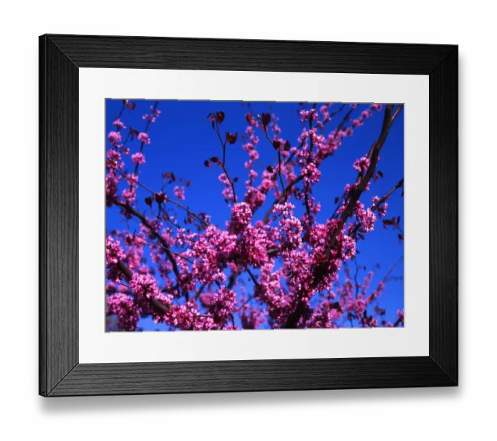 Framed Print : Cherry Blossom, to the south of the Mall, in Washington DC Framed Print : Cherry Blossom, to the south of the Mall, in Washington DC