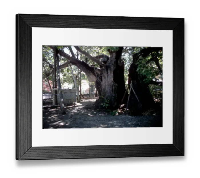 Framed Print : Medical - The sacred healing tree of Hippocrates, on the island of Cos, Greece. Hippocrates Framed Print : Medical - The sacred healing tree of Hippocrates, on the island of Cos, Greece. Hippocrates