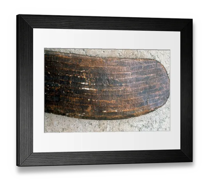 Framed Print : ALPHABETS - Example of the Easter Island ideographic script on the wooden tablets Framed Print : ALPHABETS - Example of the Easter Island ideographic script on the wooden tablets