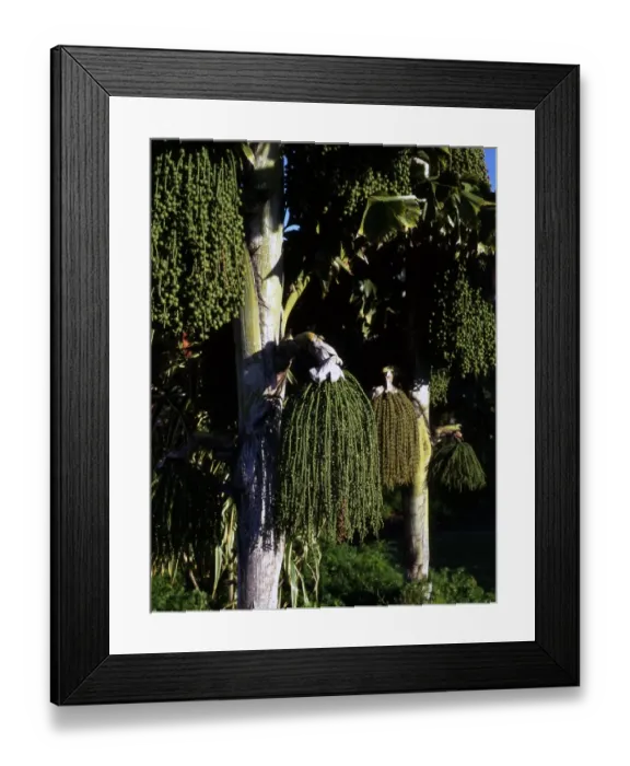 Framed Print : West Indies Barbados Framed Print : West Indies Barbados
