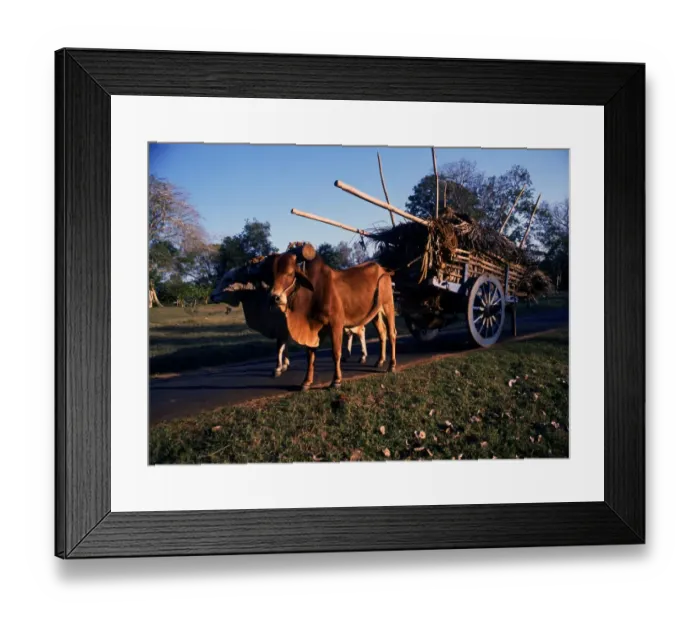 Framed Print : Sri Lanka Oxen and cart