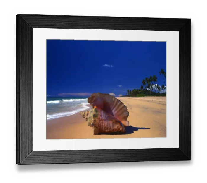 Framed Print : A beach to the north of Galle, Sri Lanka, with a shell in the foreground Framed Print : A beach to the north of Galle, Sri Lanka, with a shell in the foreground