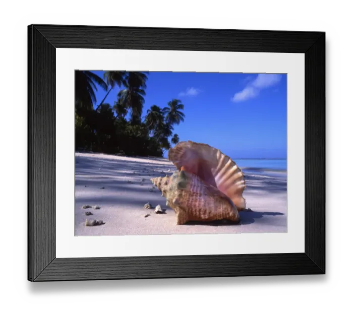 Framed Print : Conch Shell on Tropical Island Beach The conch shell is said to be the musical Framed Print : Conch Shell on Tropical Island Beach The conch shell is said to be the musical