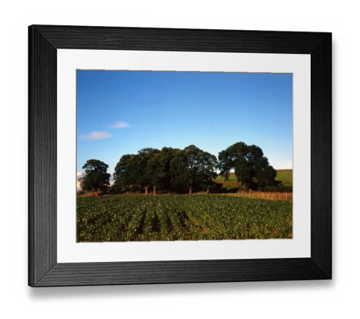 Framed Print : 149 Summer time scene Framed Print : 149 Summer time scene
