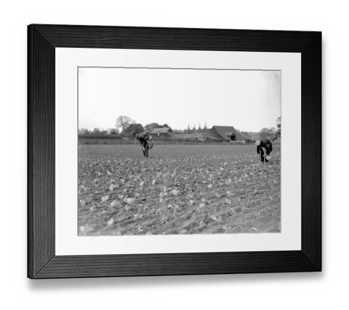Framed Print : Planting winter lettuce in a field. November 1934 Framed Print : Planting winter lettuce in a field. November 1934