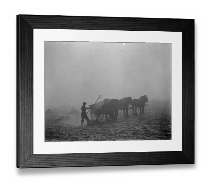 Framed Print : A farmer spreads manure from a horse and cart on a February morning in Allington, Kent Framed Print : A farmer spreads manure from a horse and cart on a February morning in Allington, Kent