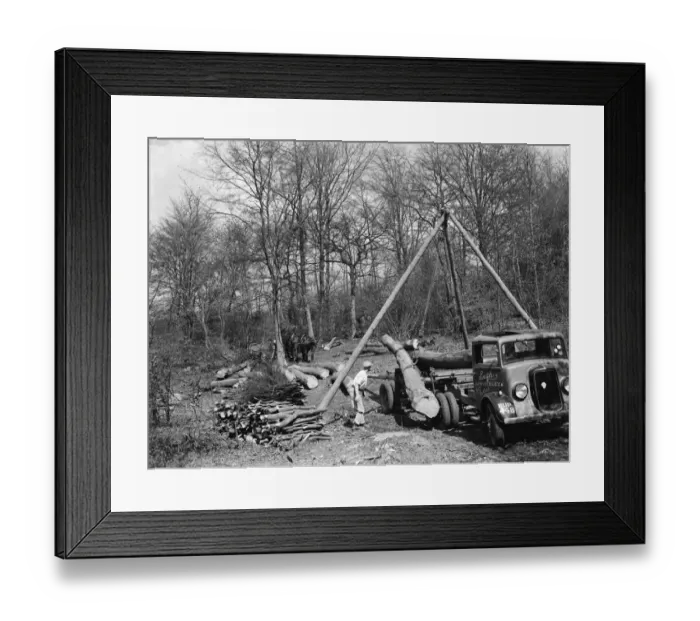Framed Print : Tree felling at Stockbury, Kent. 1937