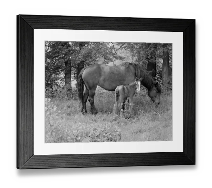 Framed Print : A mare with her colt. 1937 Framed Print : A mare with her colt. 1937