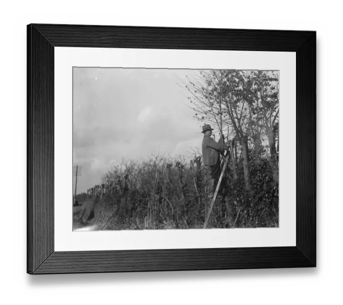 Framed Print : Farmers trim hedges by hand in Beltring, Kent. 1936 Framed Print : Farmers trim hedges by hand in Beltring, Kent. 1936