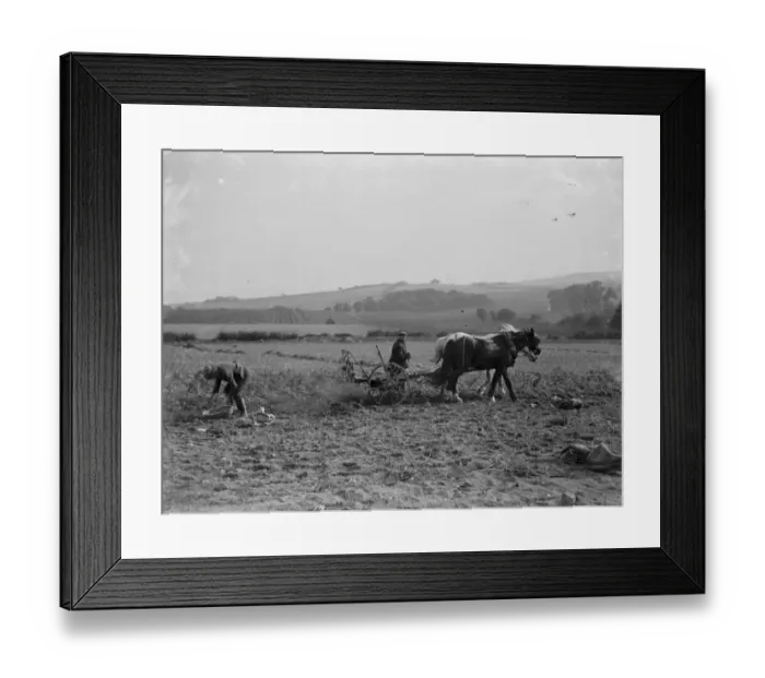 Framed Print : Farmers potato spinning in Farningham, Kent. 1936