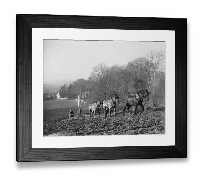 Framed Print : A farmer and his horse team plough a field in the Darenth Valley in Kent. 1937 Framed Print : A farmer and his horse team plough a field in the Darenth Valley in Kent. 1937
