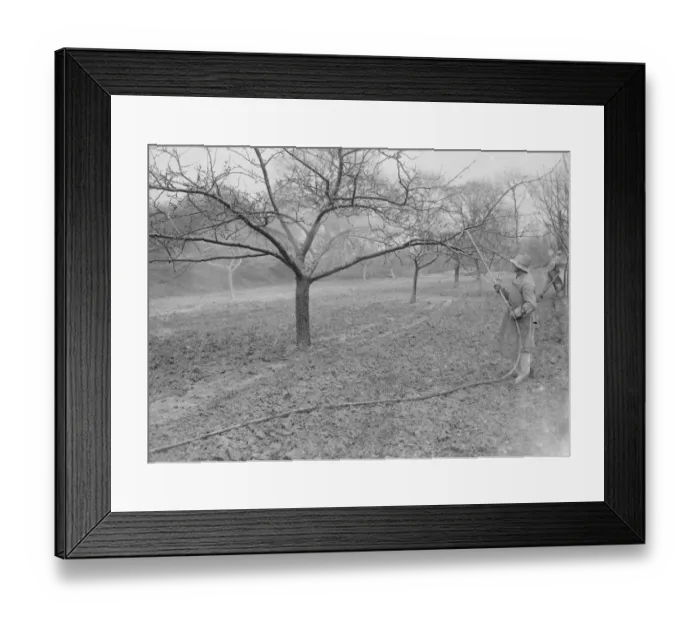 Framed Print : Spraying a fruit orchard. 1935 Framed Print : Spraying a fruit orchard. 1935