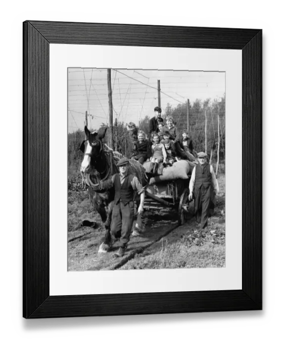 Framed Print : Hop Picking Beltring, Kent Children having great fun riding a cart horse round Framed Print : Hop Picking Beltring, Kent Children having great fun riding a cart horse round