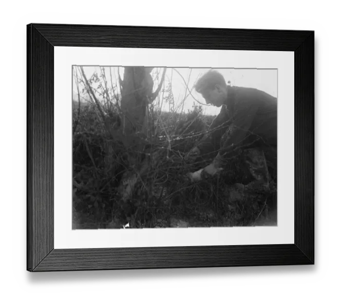 Framed Print : Rabbit hunting with a ferret. 1937 Framed Print : Rabbit hunting with a ferret. 1937