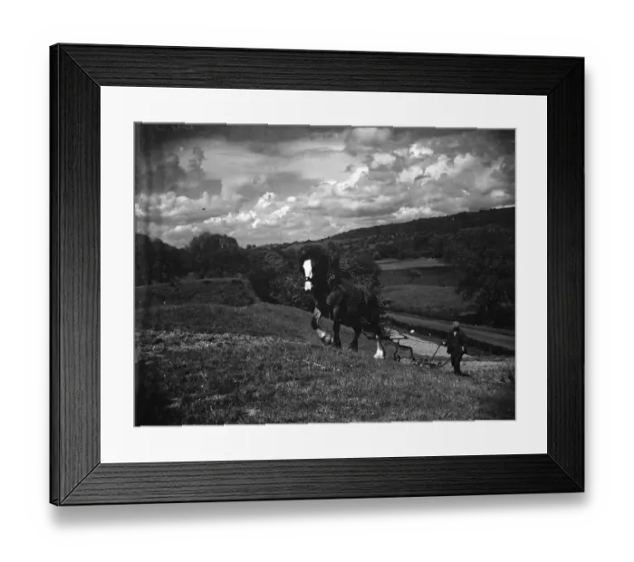 Framed Print : A farmer ploughing with his horse. 1935 Framed Print : A farmer ploughing with his horse. 1935