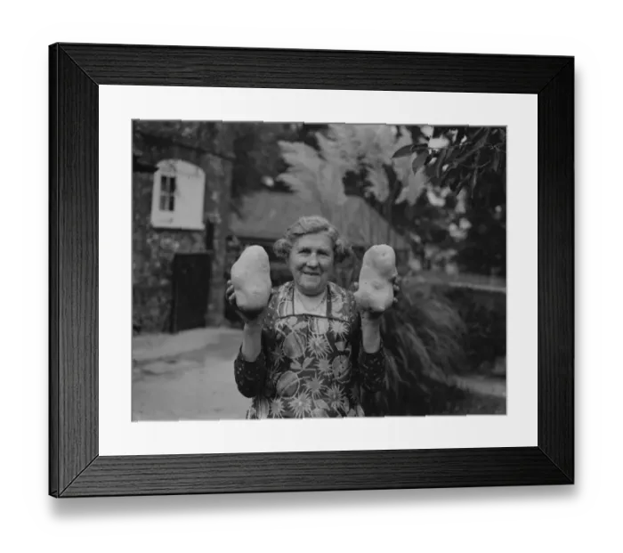 Framed Print : Giant potatoes for Mrs Palmer of Horton Kirby, Kent. 13 October 1937 Framed Print : Giant potatoes for Mrs Palmer of Horton Kirby, Kent. 13 October 1937
