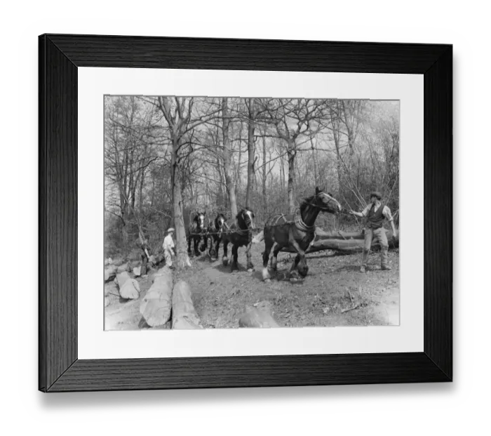 Framed Print : Tree felling at Stockbury, Kent. 1937 Framed Print : Tree felling at Stockbury, Kent. 1937