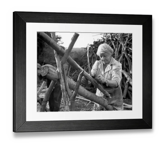 Framed Print : Mrs Henniker making fencing poles at Chilham Kent 1949 Framed Print : Mrs Henniker making fencing poles at Chilham Kent 1949