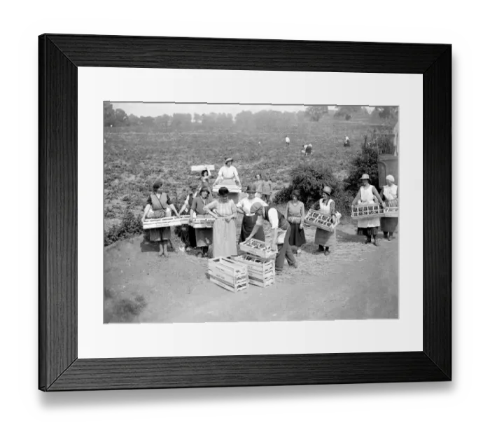 Framed Print : Strawberry harvest. 1934 Framed Print : Strawberry harvest. 1934