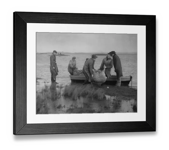 Framed Print : Kent lost thousands of sheep cattle and horses some farmers managed to obtain a rowboat Framed Print : Kent lost thousands of sheep cattle and horses some farmers managed to obtain a rowboat