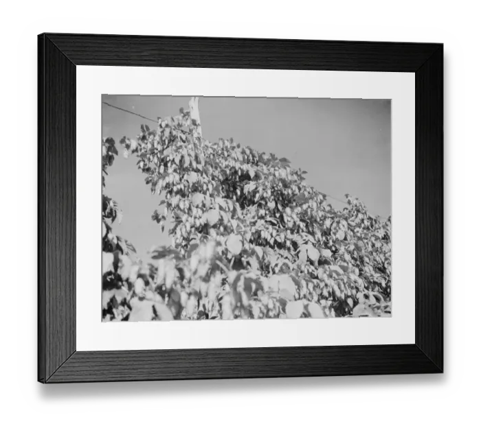 Framed Print : East Malling Research Station open day. Hops. 1937