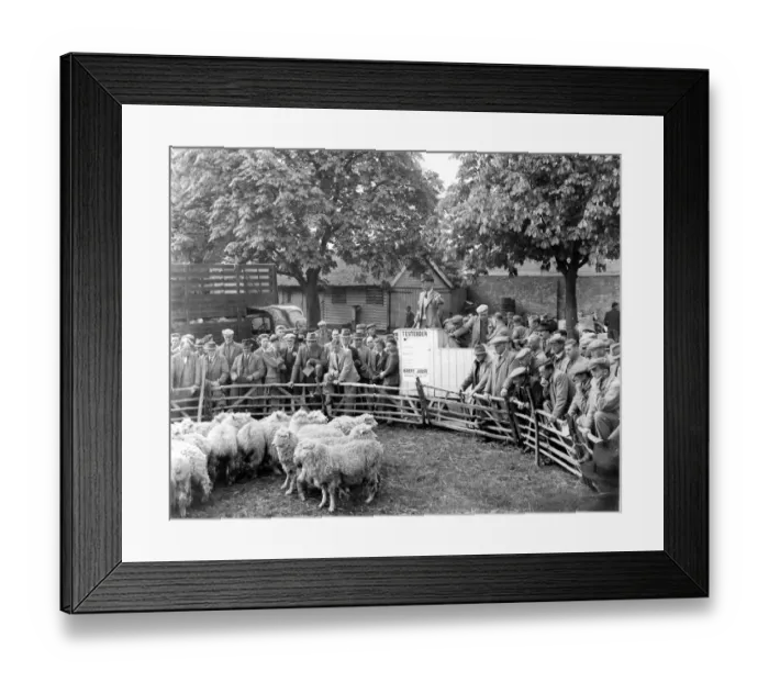Framed Print : A judge in the Sheep auction ring at Tenterden. 3rd May 1948 Framed Print : A judge in the Sheep auction ring at Tenterden. 3rd May 1948