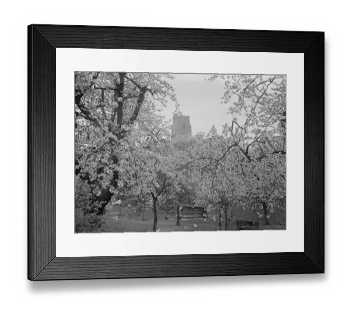 Framed Print : Newington church, Kent, see through the tree blossom. 1936 Framed Print : Newington church, Kent, see through the tree blossom. 1936