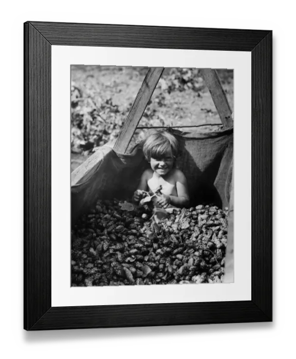 Framed Print : At this rate she will soon be covered with hops! A little hop picker at Beltring Framed Print : At this rate she will soon be covered with hops! A little hop picker at Beltring