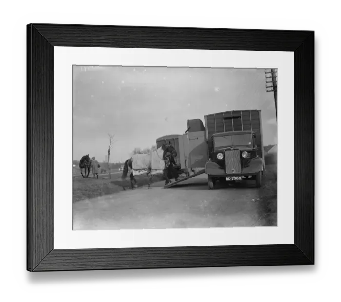 Framed Print : A horse is being led into a Bedford truck horse box. 1936