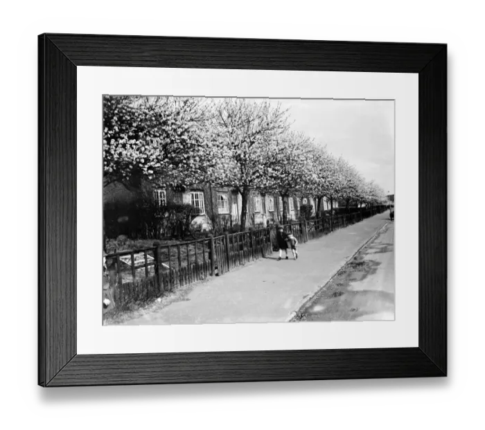Framed Print : The pink walk. Blossom on the trees in Crayford, Kent. 1936 Framed Print : The pink walk. Blossom on the trees in Crayford, Kent. 1936