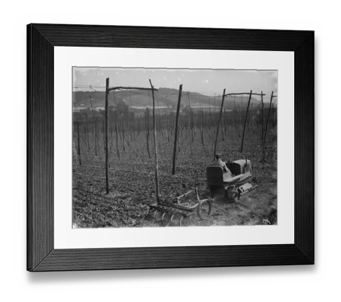 Framed Print : A farmer on his International tractor draws a harrow between the hop vines Framed Print : A farmer on his International tractor draws a harrow between the hop vines