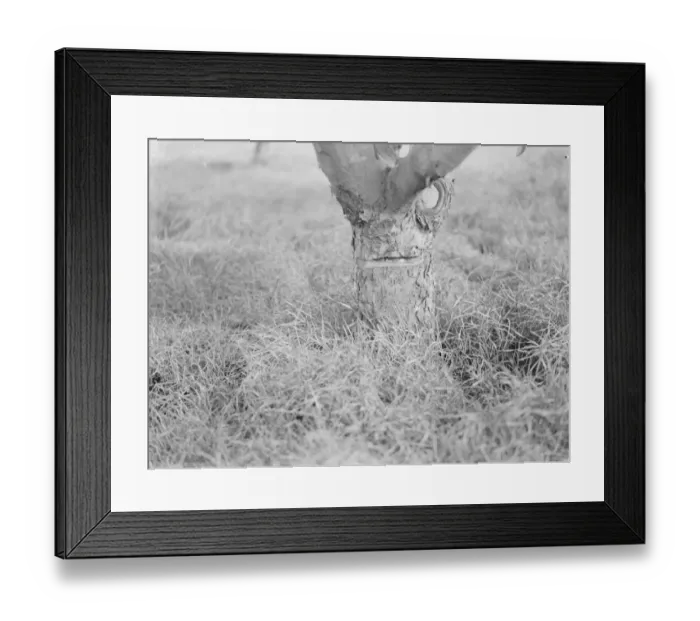 Framed Print : Fruit tree protection. 1939 Framed Print : Fruit tree protection. 1939