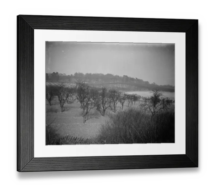 Framed Print : A view of the orchards covering the hillside at Lullingstone Park, Kent. 1938 Framed Print : A view of the orchards covering the hillside at Lullingstone Park, Kent. 1938