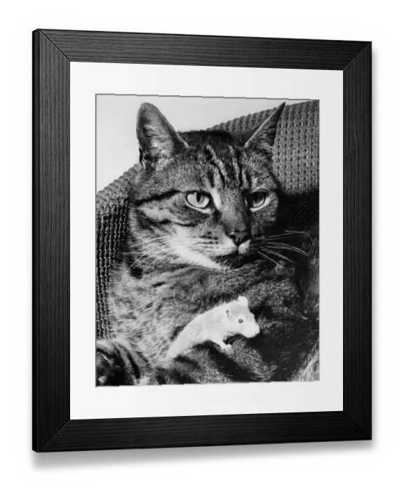 Framed Print : Whisker the 8year old cat and Binkie the 3 year old white mouse who belong to 14year