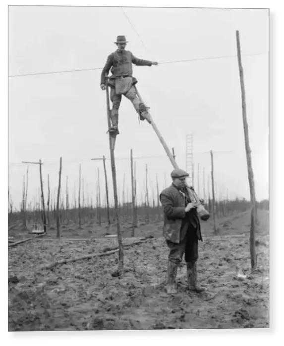 Print : A man uses stilts for the stringing of the hop poles. 1937